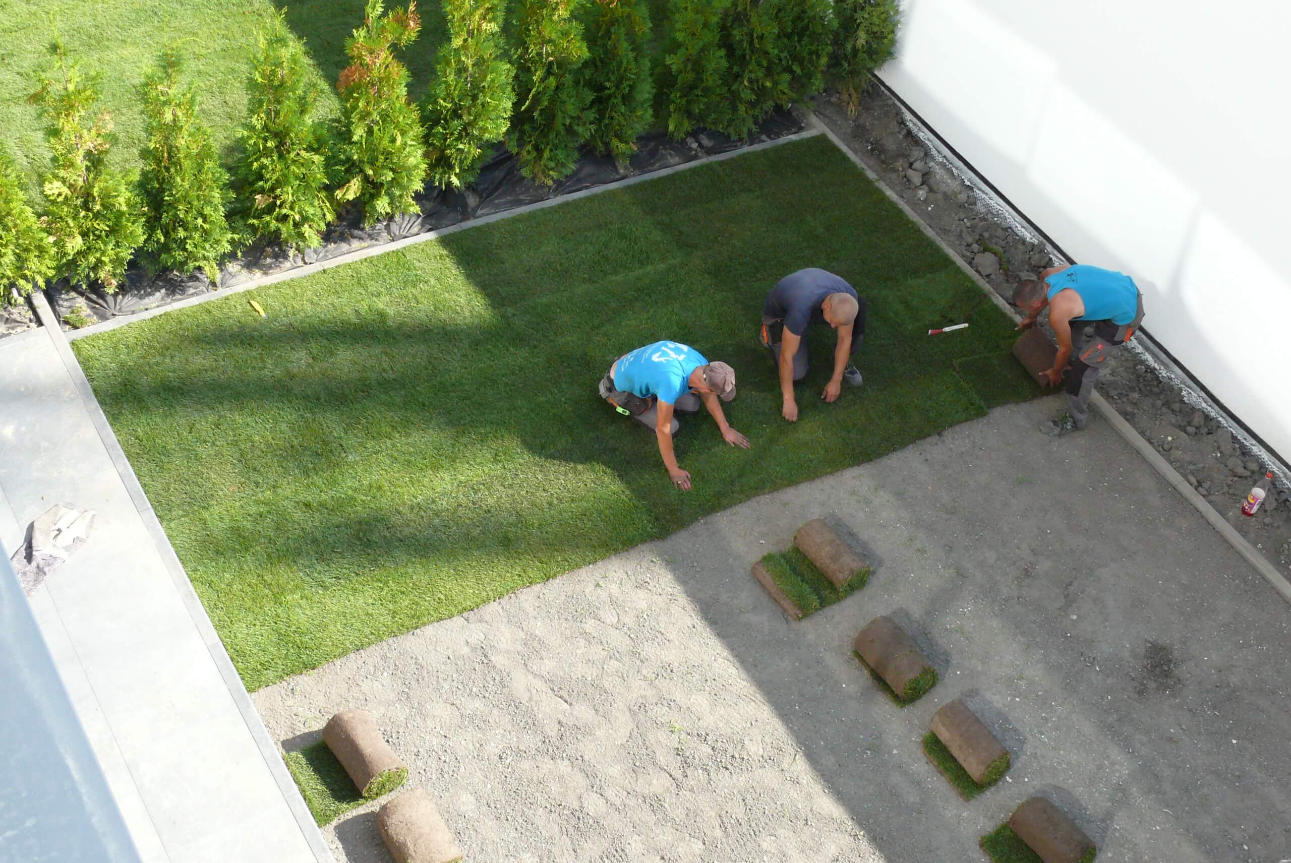 Paprocie w małym ogrodzie Zakładanie trawnika z rolki