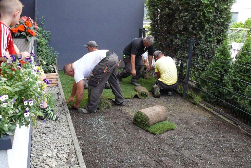 Trawnik z rolki w trakcie zakładania